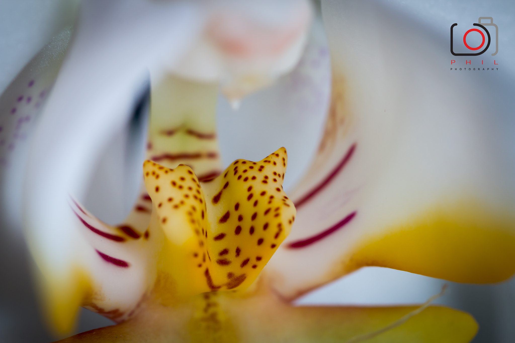 Canon EOS 70D + Canon EF 100mm F2.8 Macro USM sample photo. White orchid photography