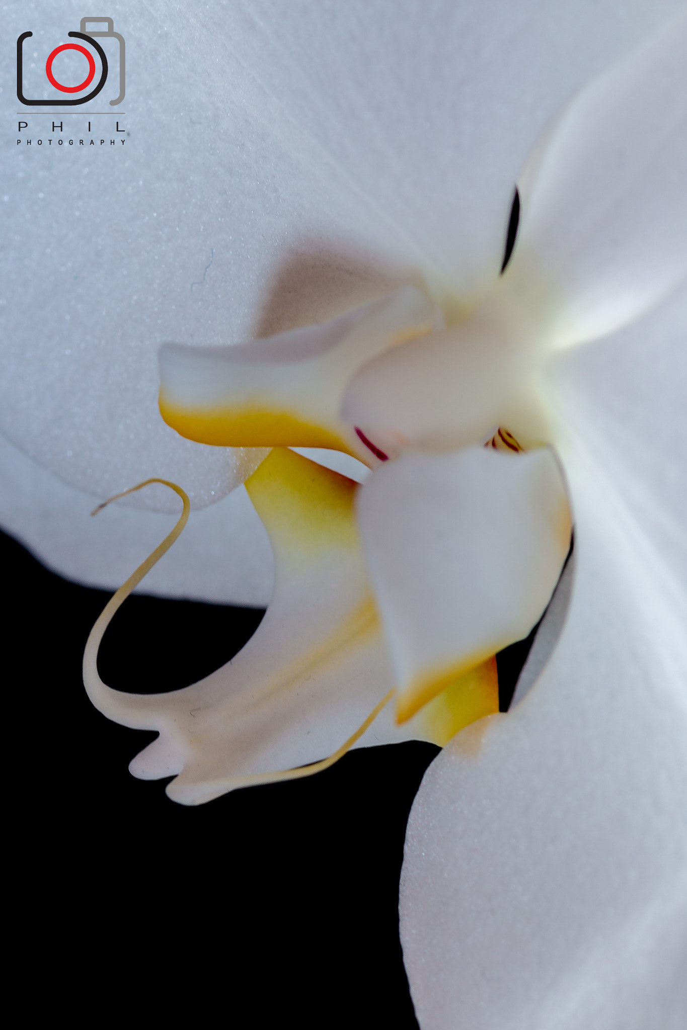 Canon EF 100mm F2.8 Macro USM sample photo. White orchid photography