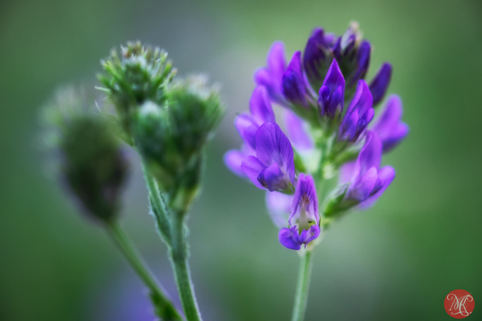 Fujifilm X-E2 + Fujifilm XF 60mm F2.4 R Macro sample photo. Wild flowers 2 photography