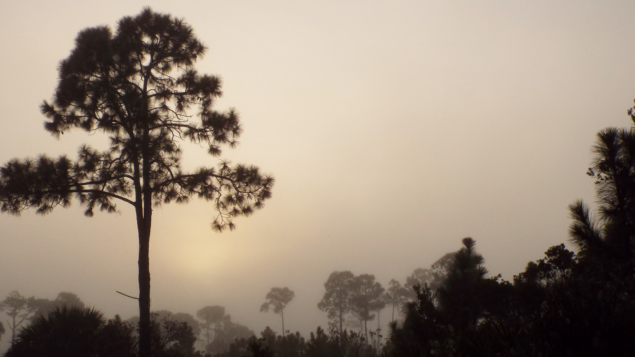 Fujifilm FinePix S8500 sample photo. Soft foggy sunrise in fort myers florida photography