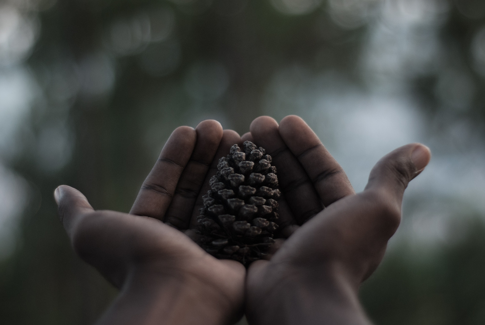 Nikon D60 + Nikon AF Nikkor 50mm F1.8D sample photo. I thought this was an acorn but apparently it's not so i don't even know what it is photography