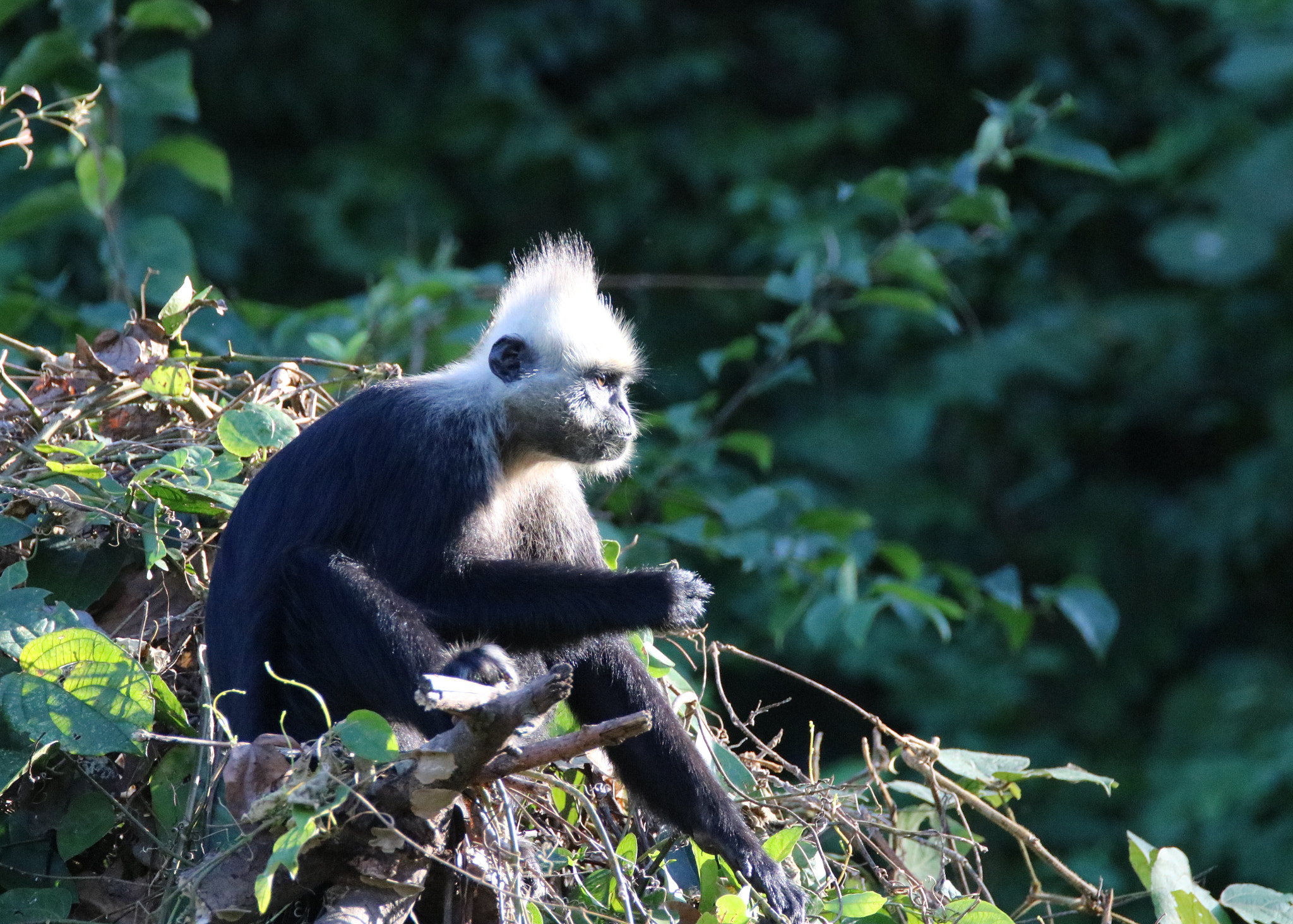 Tamron SP 150-600mm F5-6.3 Di VC USD sample photo. King langur photography