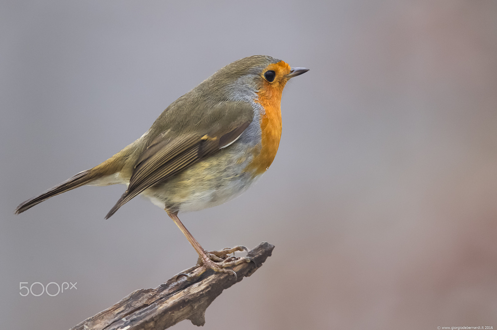 Canon EOS-1D Mark IV sample photo. Robin photography