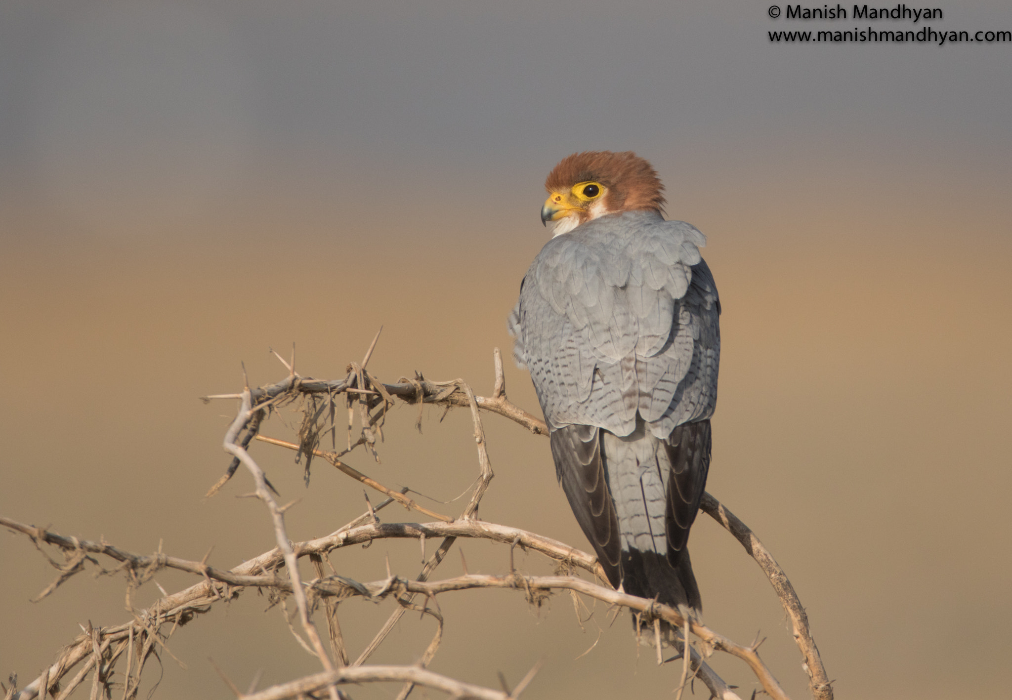 Canon EF 600mm F4L IS USM sample photo. Red necked falcon photography