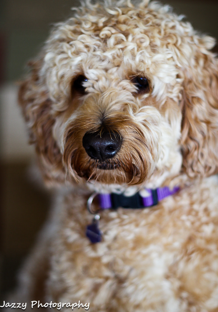 Canon EOS 600D (Rebel EOS T3i / EOS Kiss X5) + Canon EF 50mm F1.8 II sample photo. Golden doodle photography