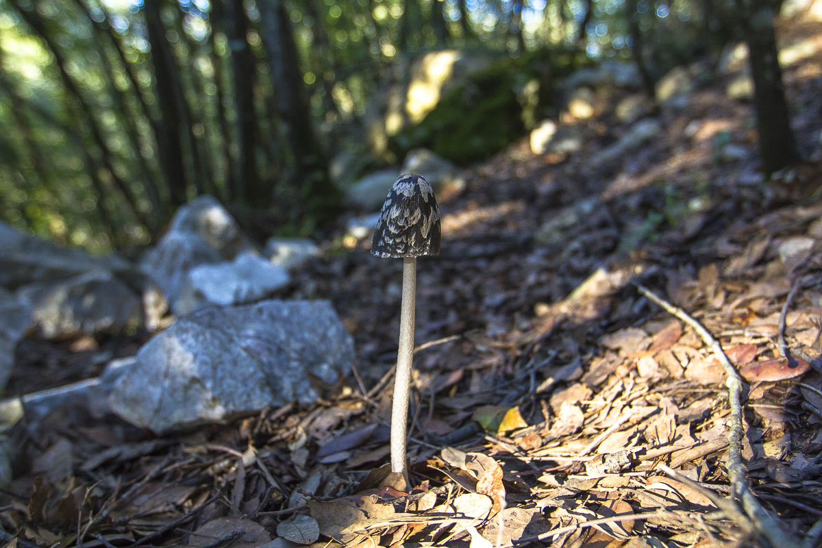 Canon EF 16-35mm F2.8L II USM sample photo. Petit champignon photography