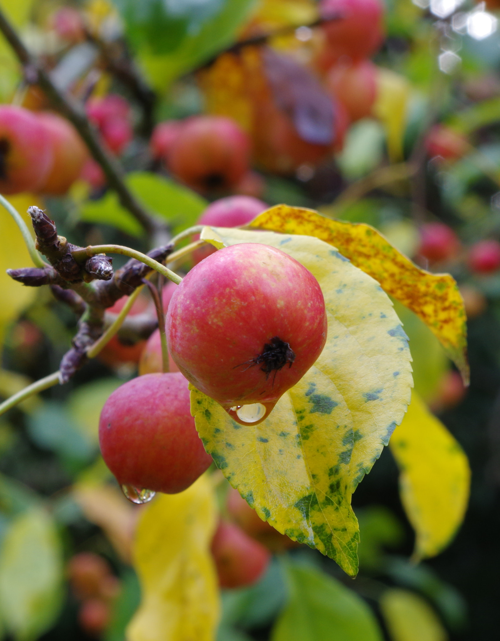 Pentax K-3 sample photo. Autumn fruits after the rain photography