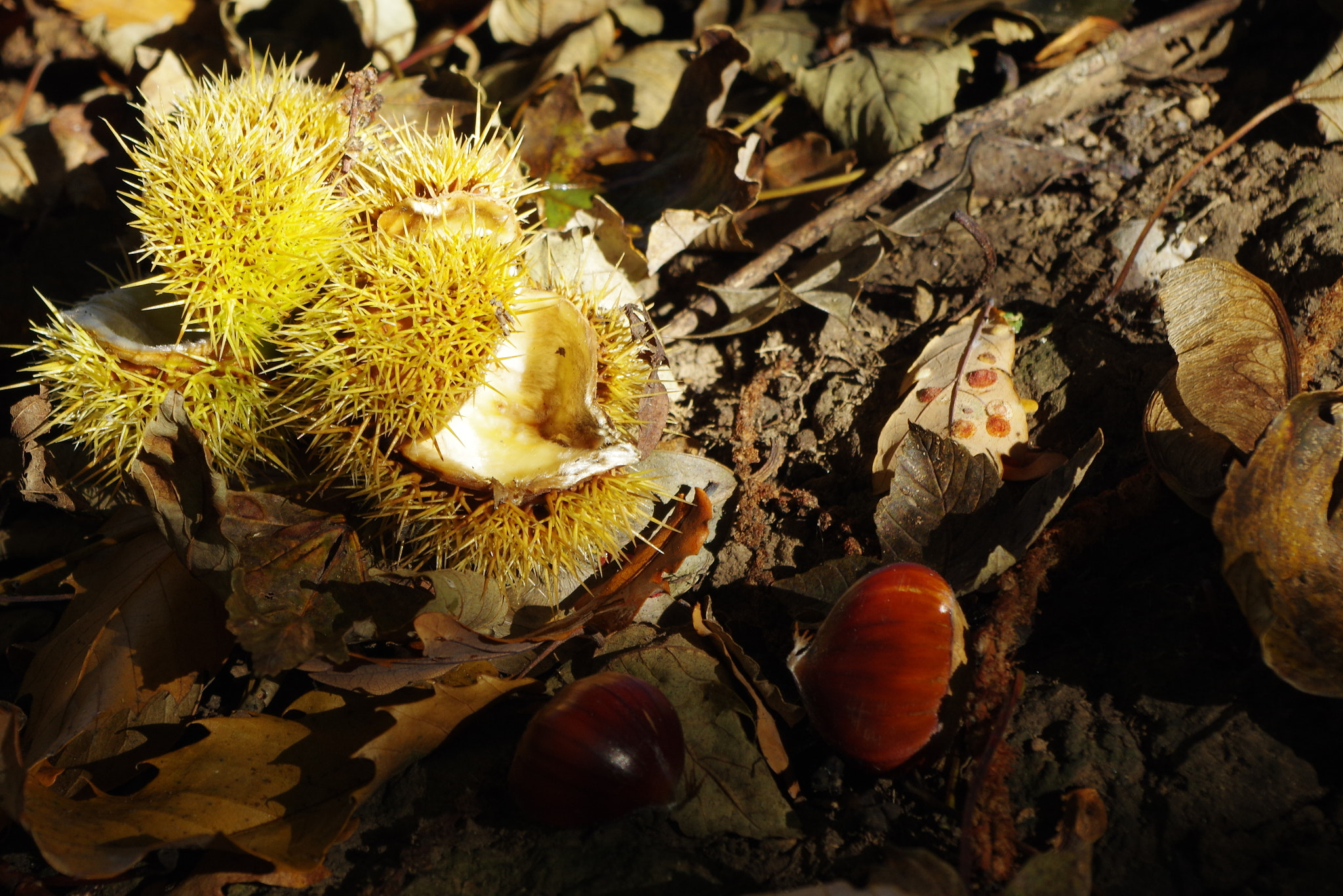 Pentax K-3 sample photo. Sweet chestnut photography