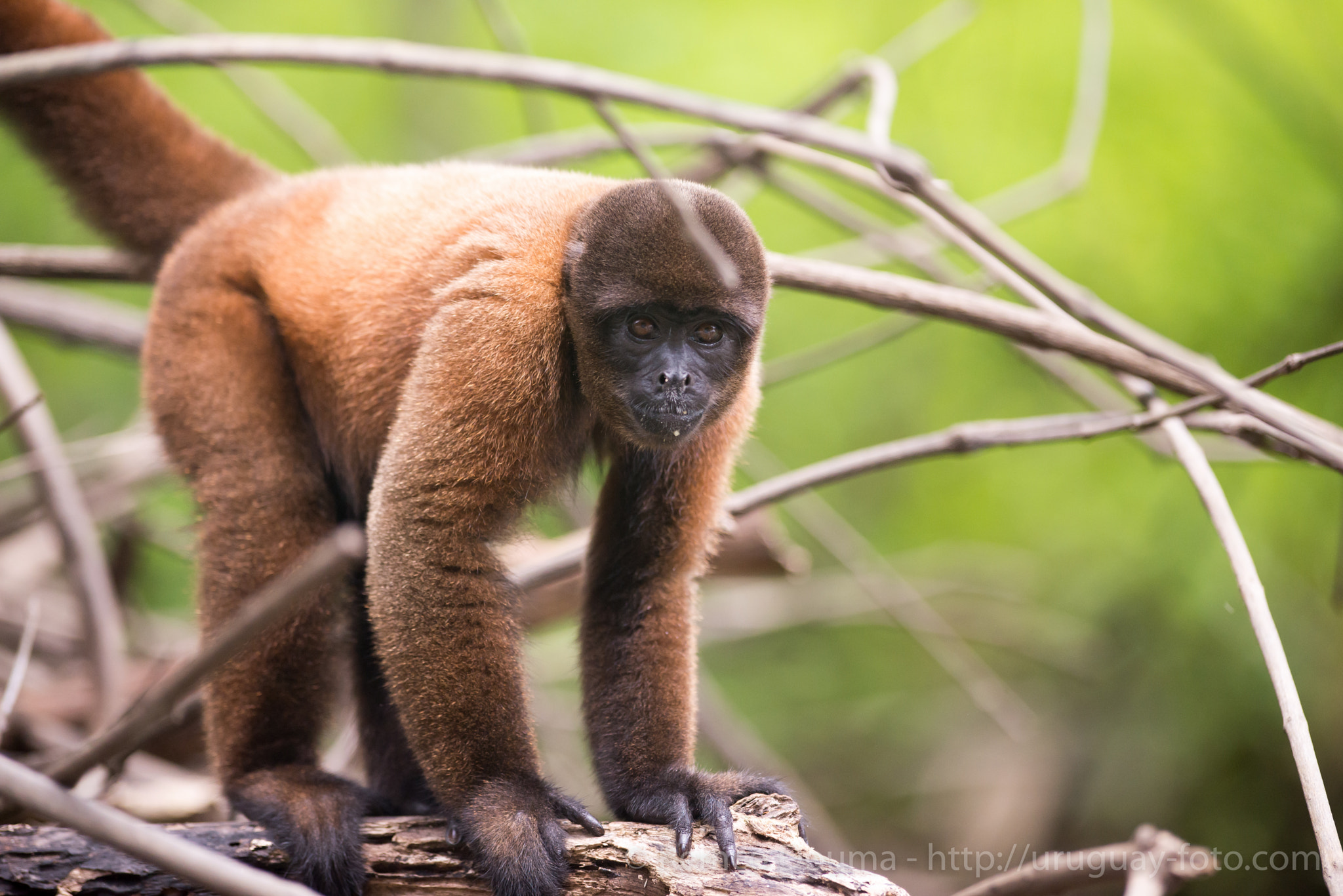 Nikon AF-S Nikkor 300mm F2.8G ED VR II sample photo. Common wooly monkey photography