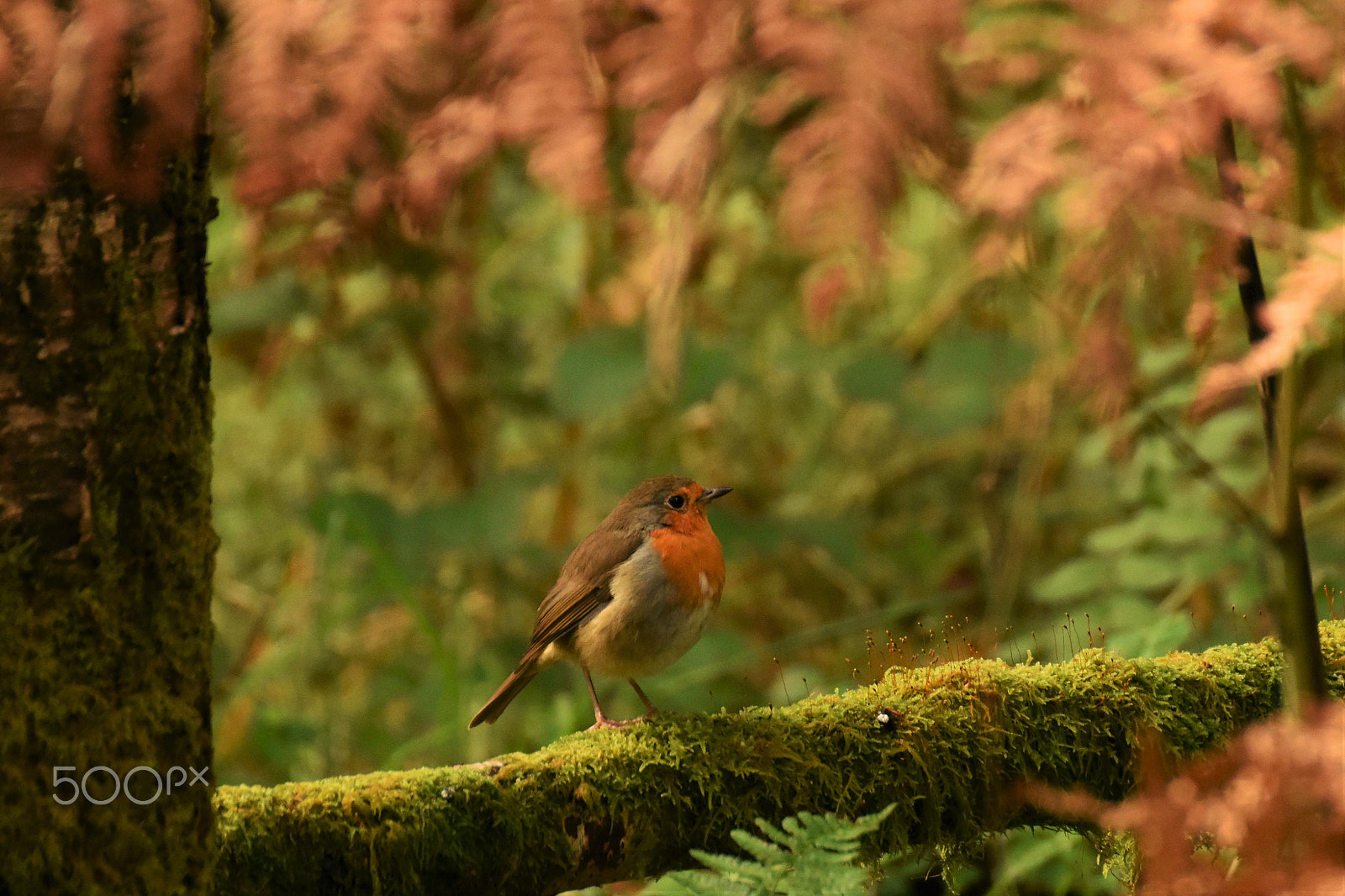 Nikon D7200 + Sigma 70-300mm F4-5.6 DG OS sample photo. Robins in autumn. photography