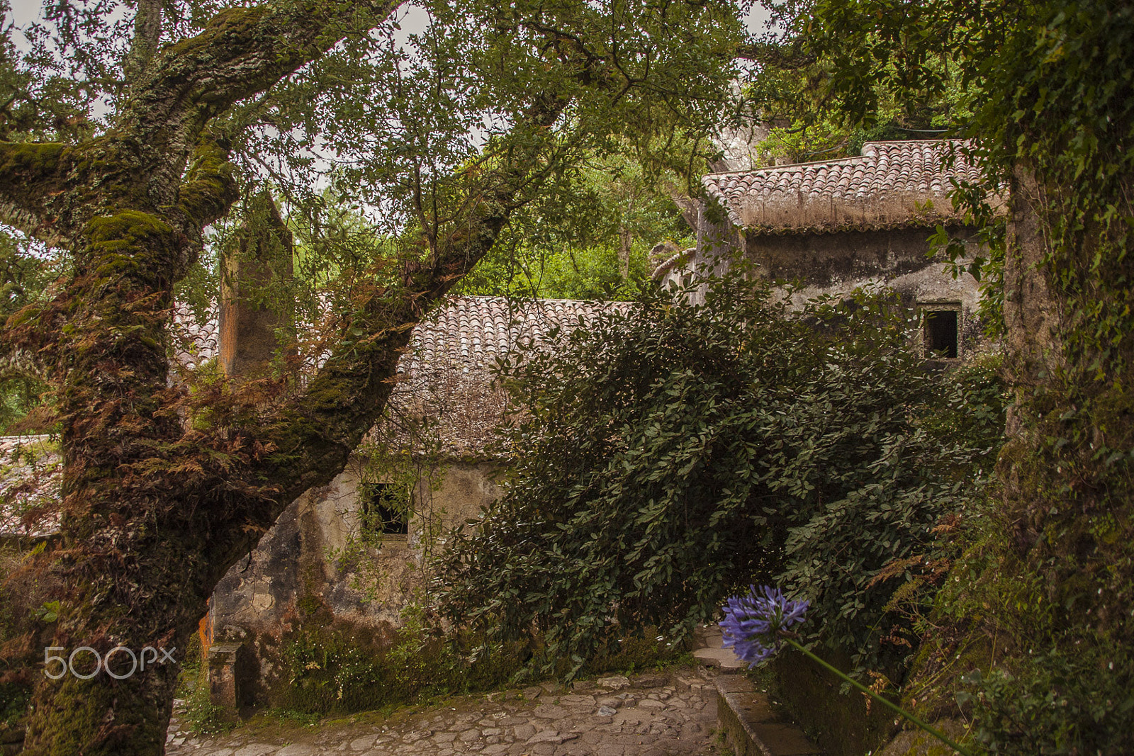 Canon EOS 40D + Canon TS-E 90mm F2.8 Tilt-Shift sample photo. Convento dos capuchos photography