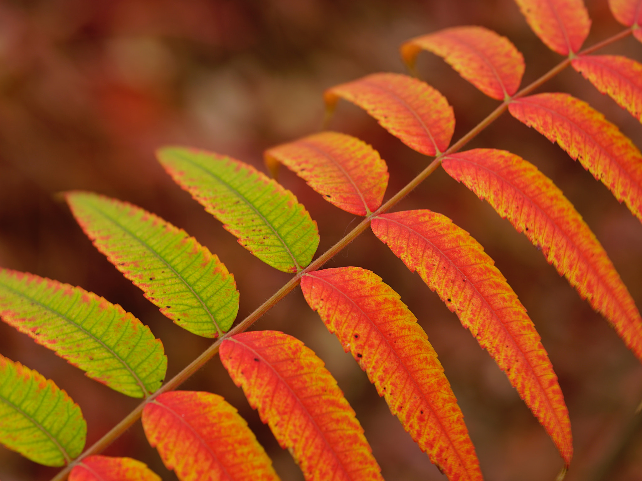 Sony a7 II + Sony FE 90mm F2.8 Macro G OSS sample photo. 凉意 photography