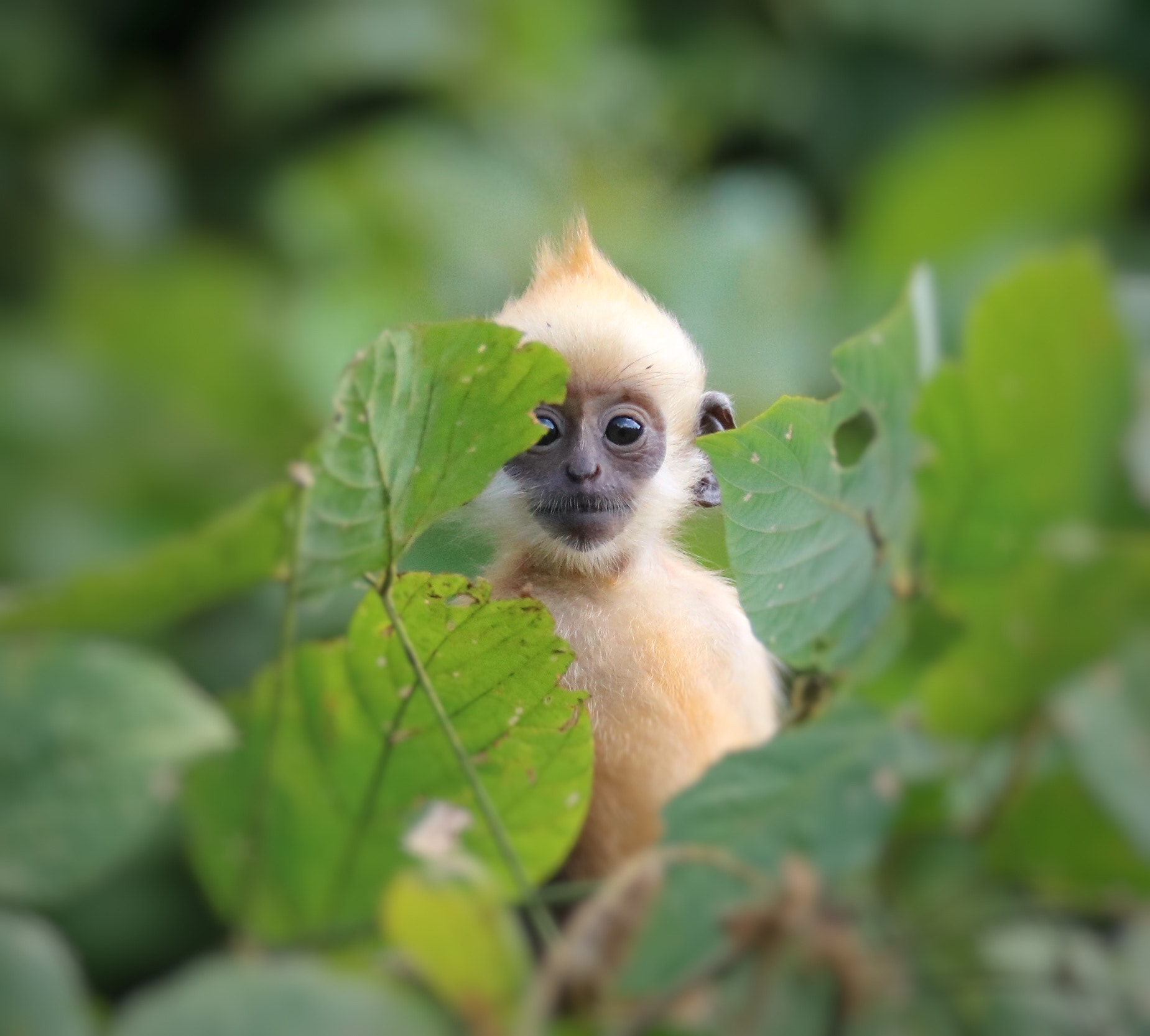 Tamron SP 150-600mm F5-6.3 Di VC USD sample photo. Just looking photography