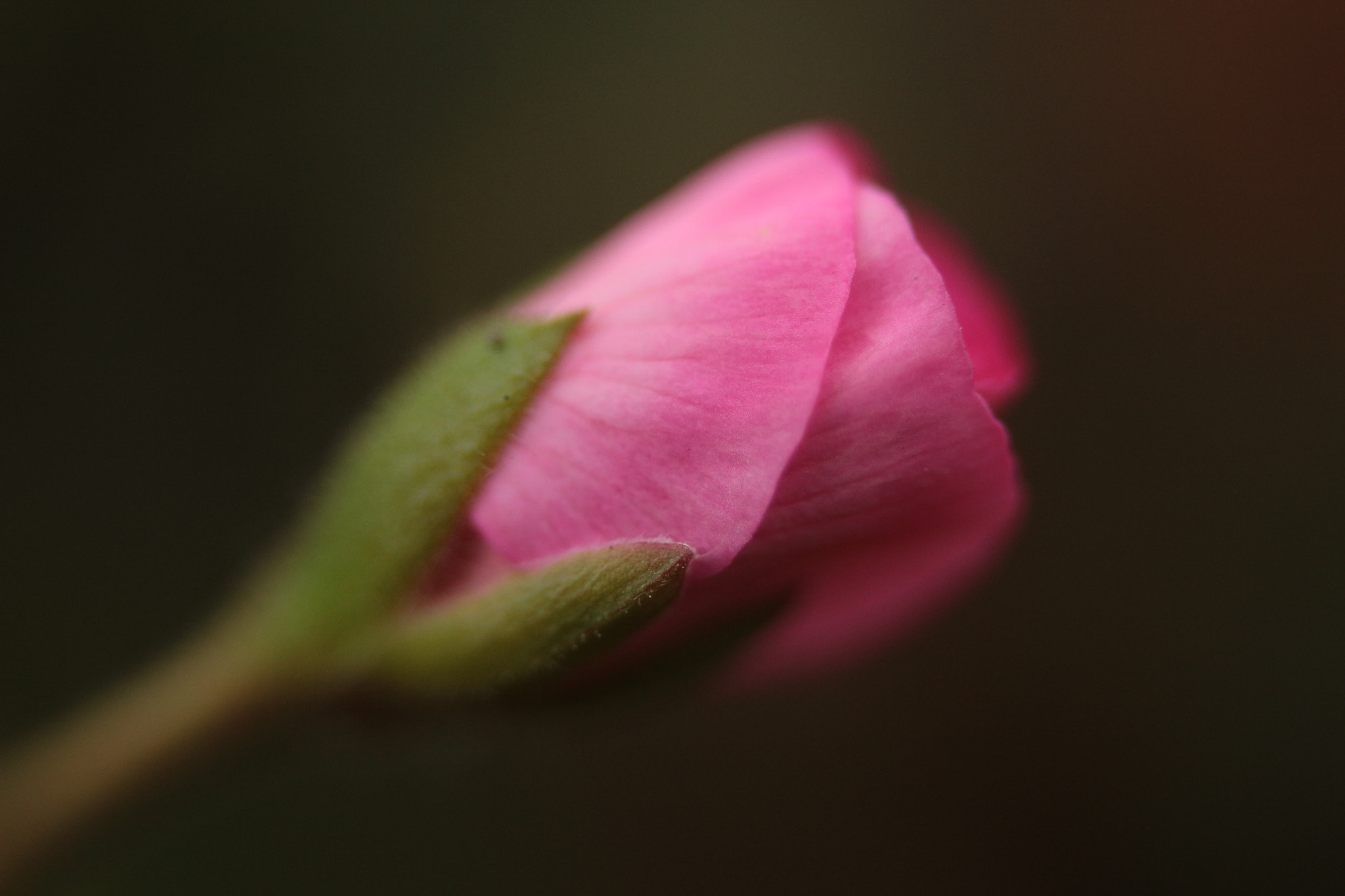 Canon EF 35-80mm f/4-5.6 sample photo. Pink photography