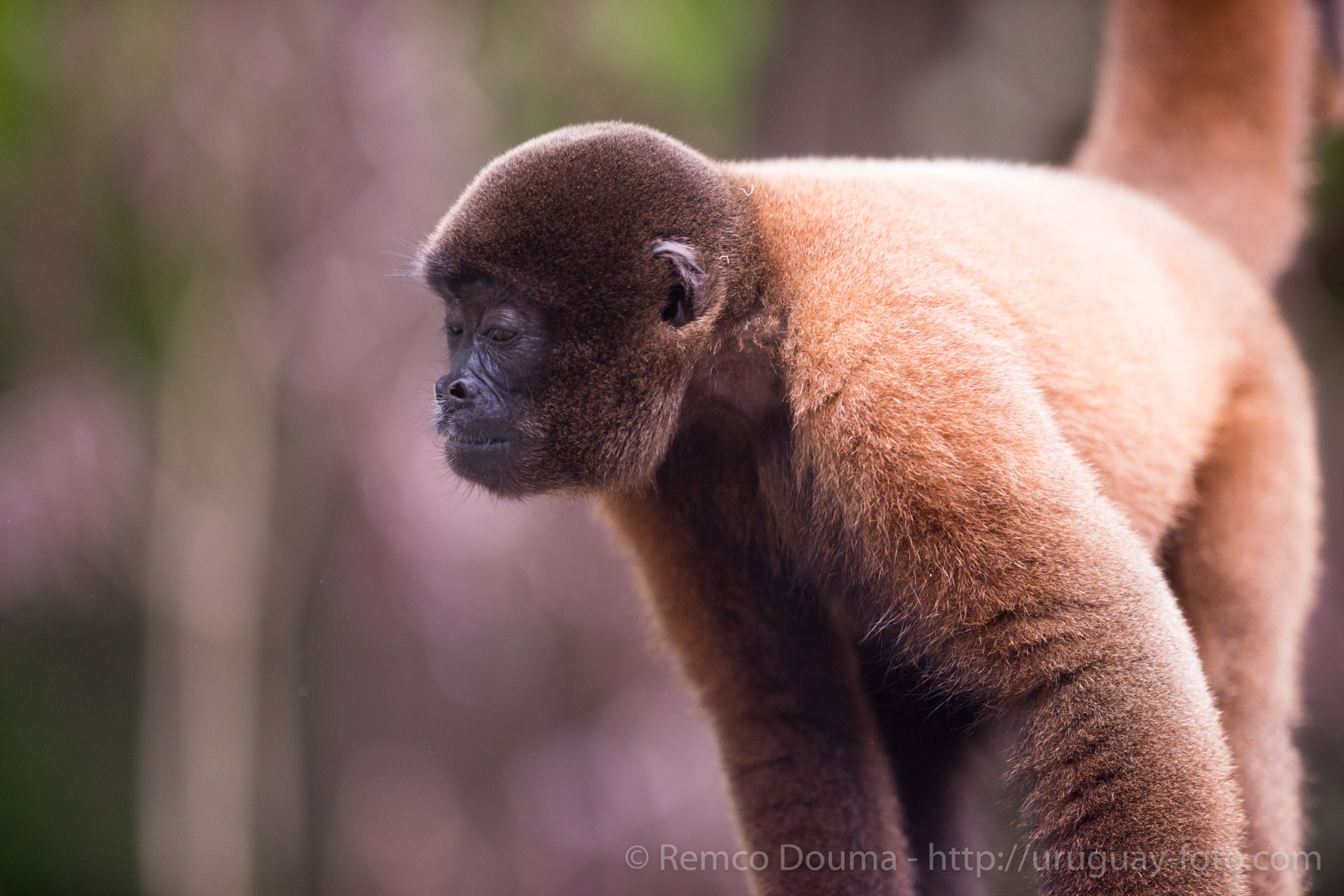 Nikon AF-S Nikkor 300mm F2.8G ED VR II sample photo. Common wooly monkey photography