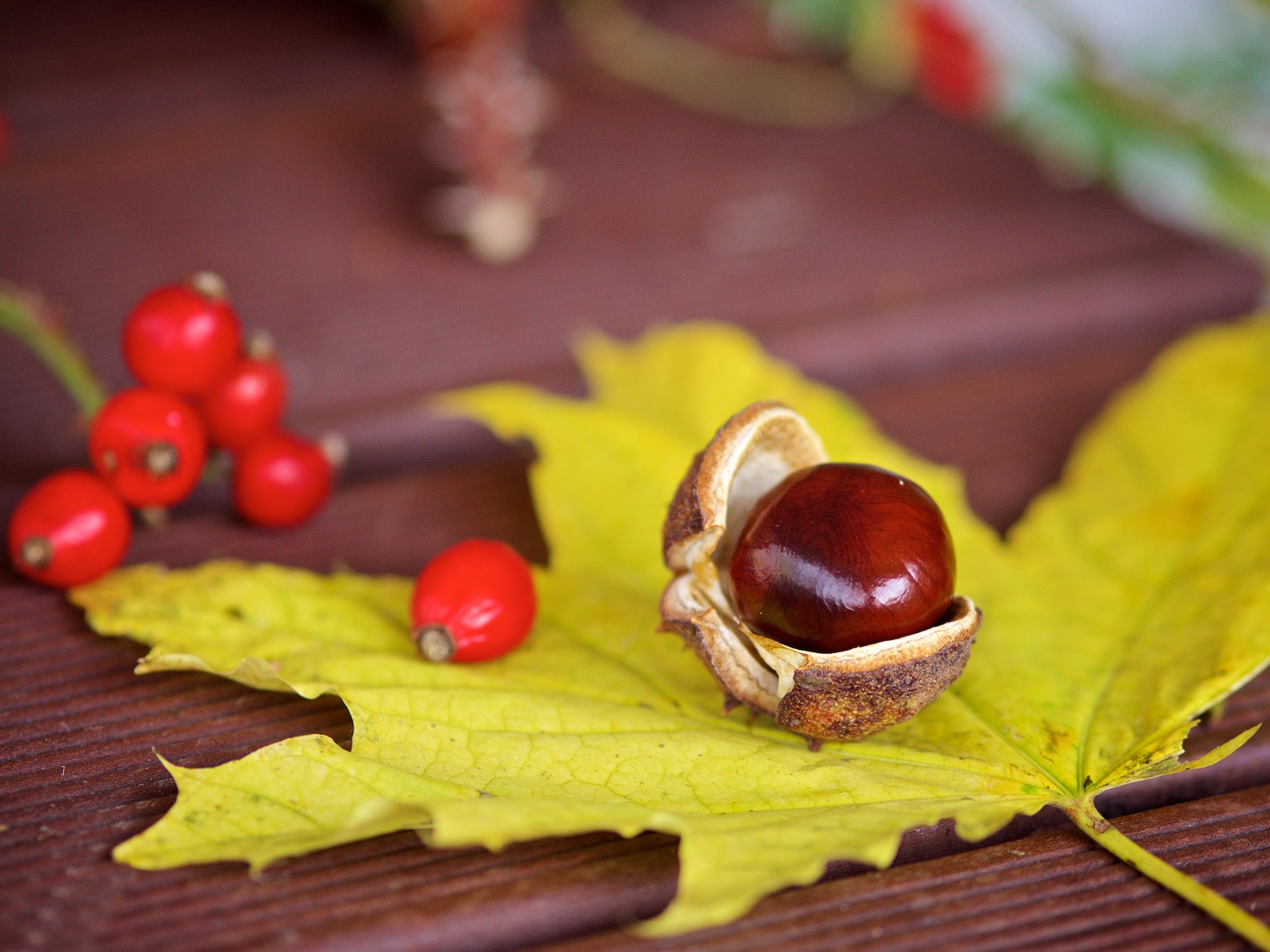 Olympus OM-D E-M10 + Olympus M.Zuiko Digital ED 75mm F1.8 sample photo. Herbstboten photography