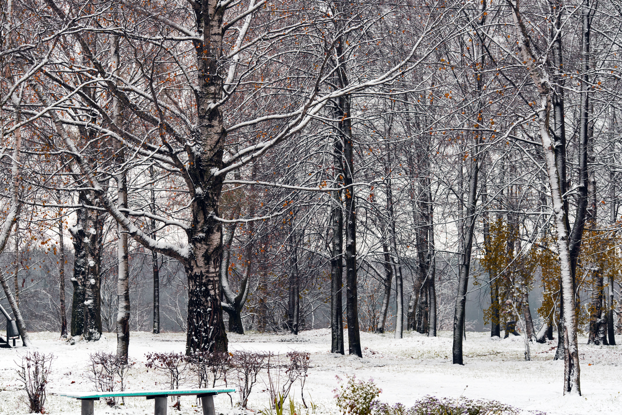 Canon EF 135mm F2L USM sample photo. First snow. photography