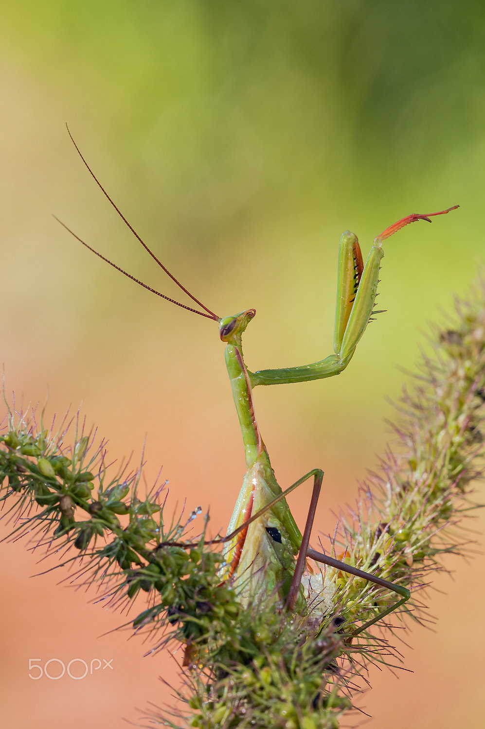 Sigma 150mm F2.8 EX DG Macro HSM sample photo. Mantis (ecdysis) photography