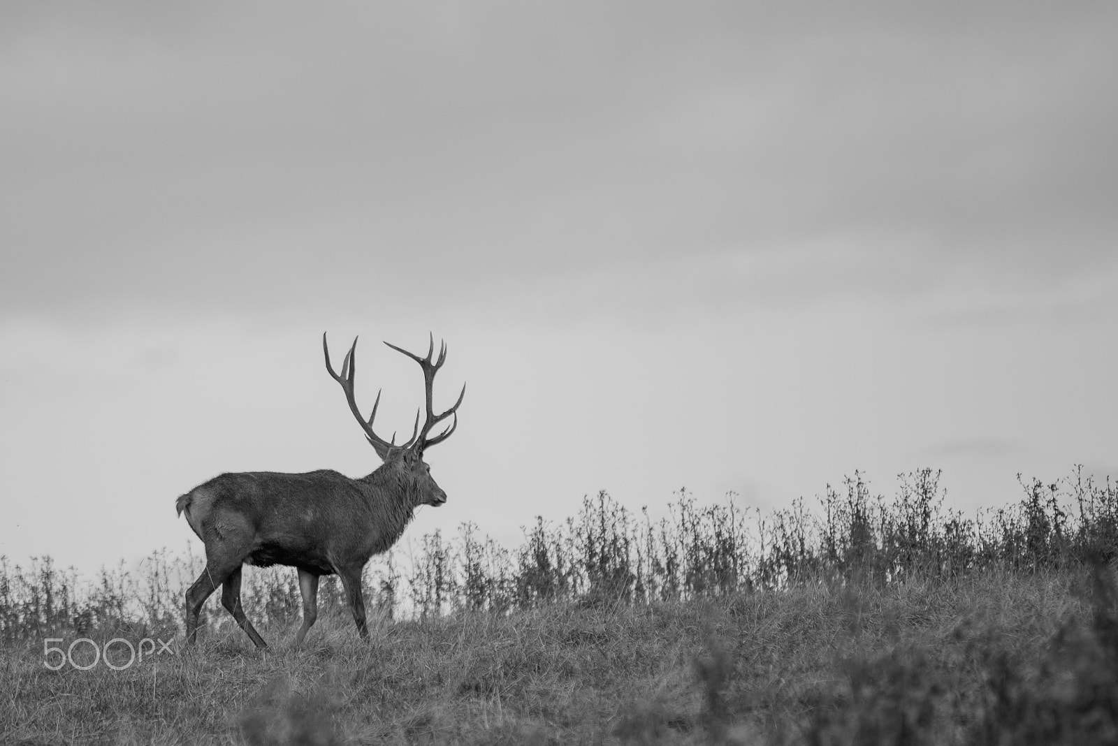 Sigma 70-300mm F4-5.6 APO DG Macro sample photo. The stag photography