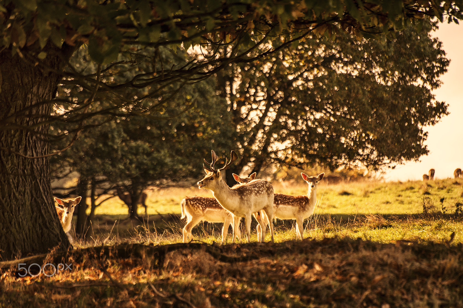 Sigma 70-300mm F4-5.6 APO DG Macro sample photo. The stag photography