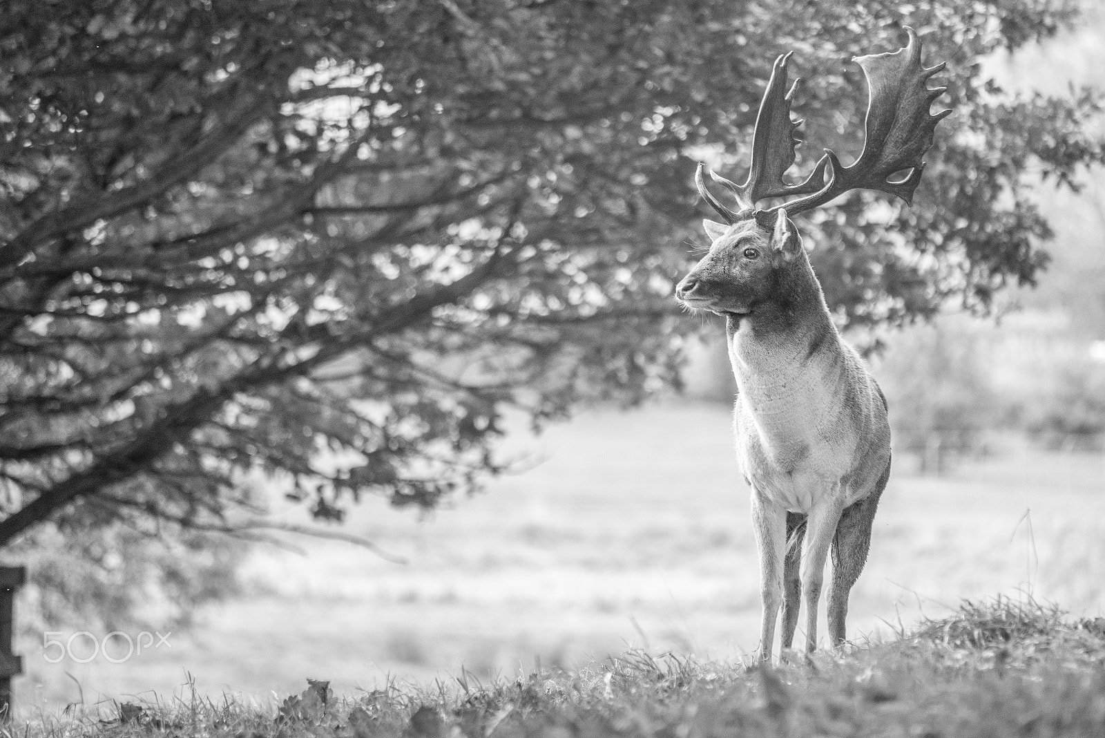 Nikon D610 sample photo. The stag photography