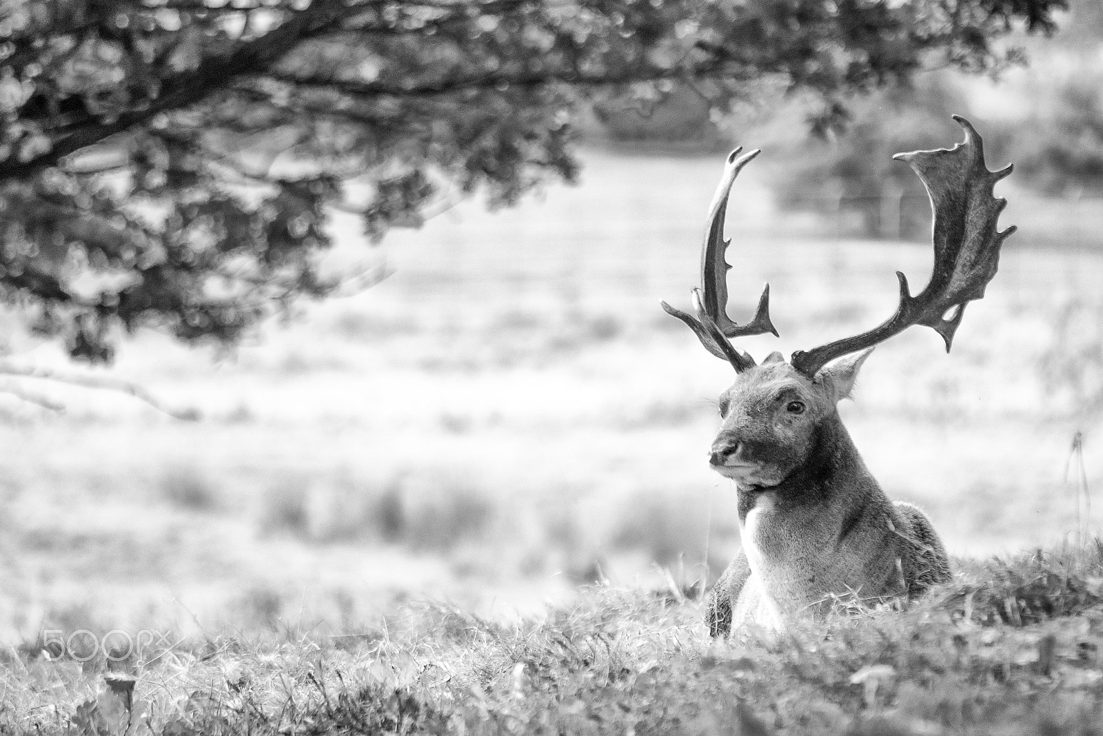 Sigma 70-300mm F4-5.6 APO DG Macro sample photo. The stag photography