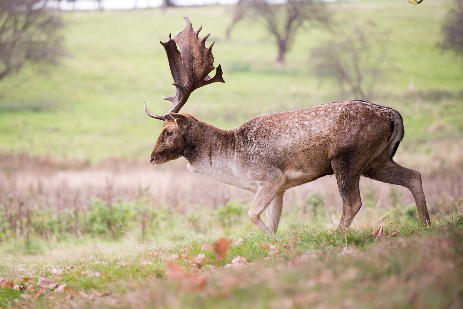 Nikon D610 sample photo. The stag photography