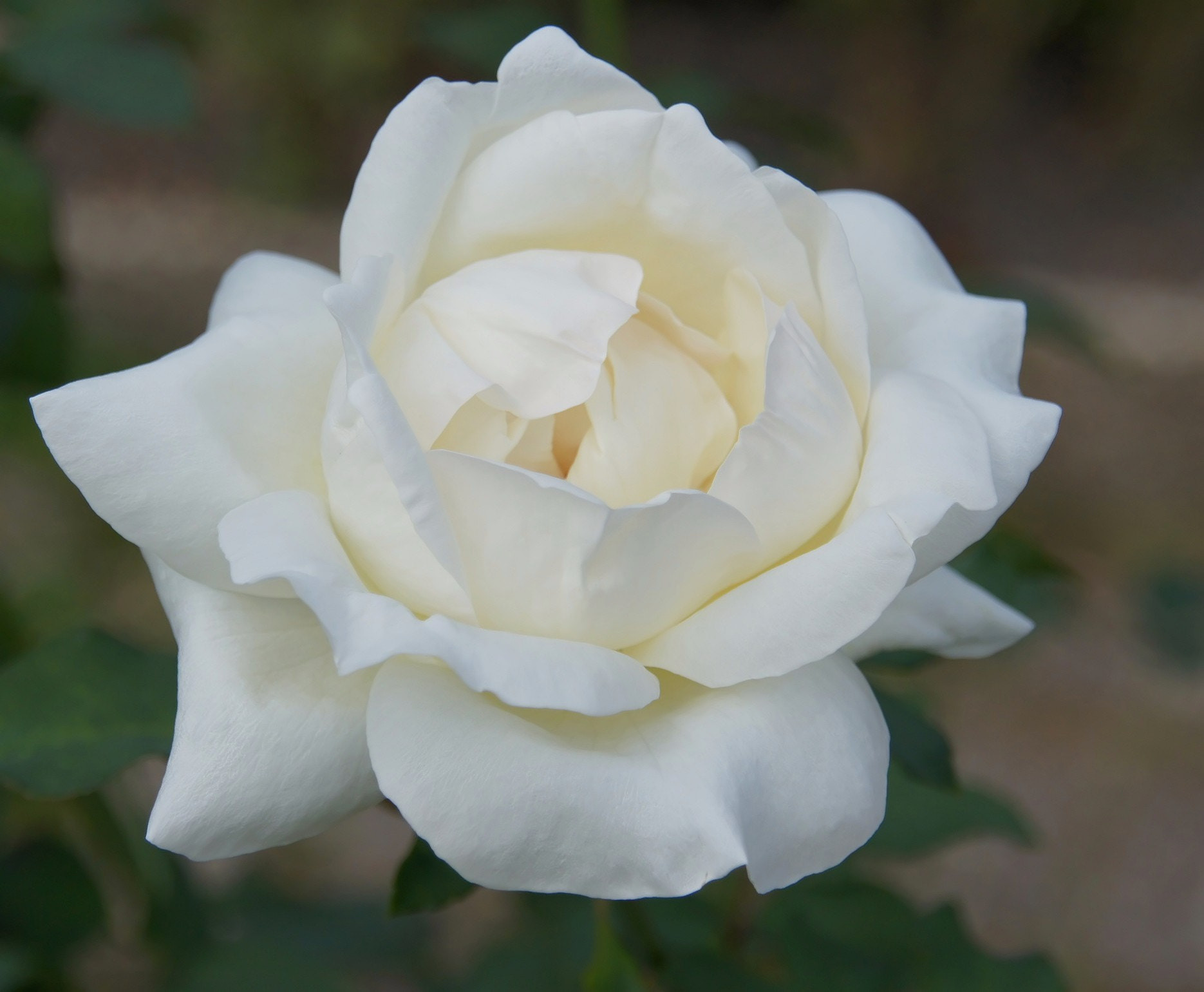 Sony Alpha DSLR-A450 + Sigma 18-200mm F3.5-6.3 DC sample photo. White rose-4 photography