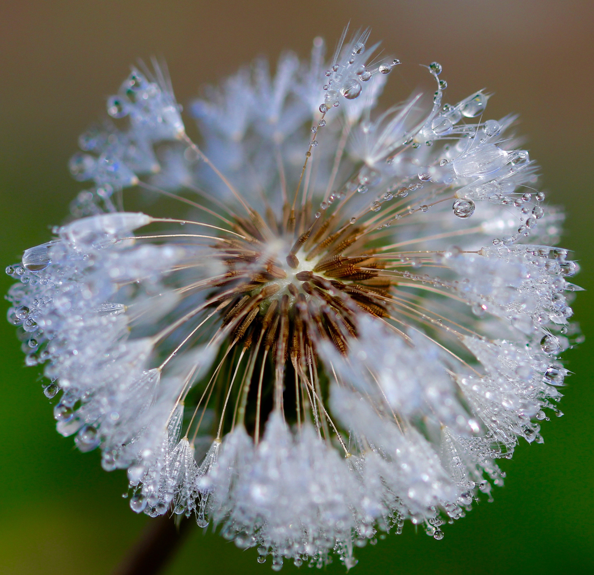 Sigma 105mm F2.8 EX DG OS HSM sample photo. () photography