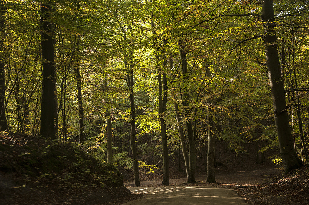Nikon D3 sample photo. In the forrest. photography