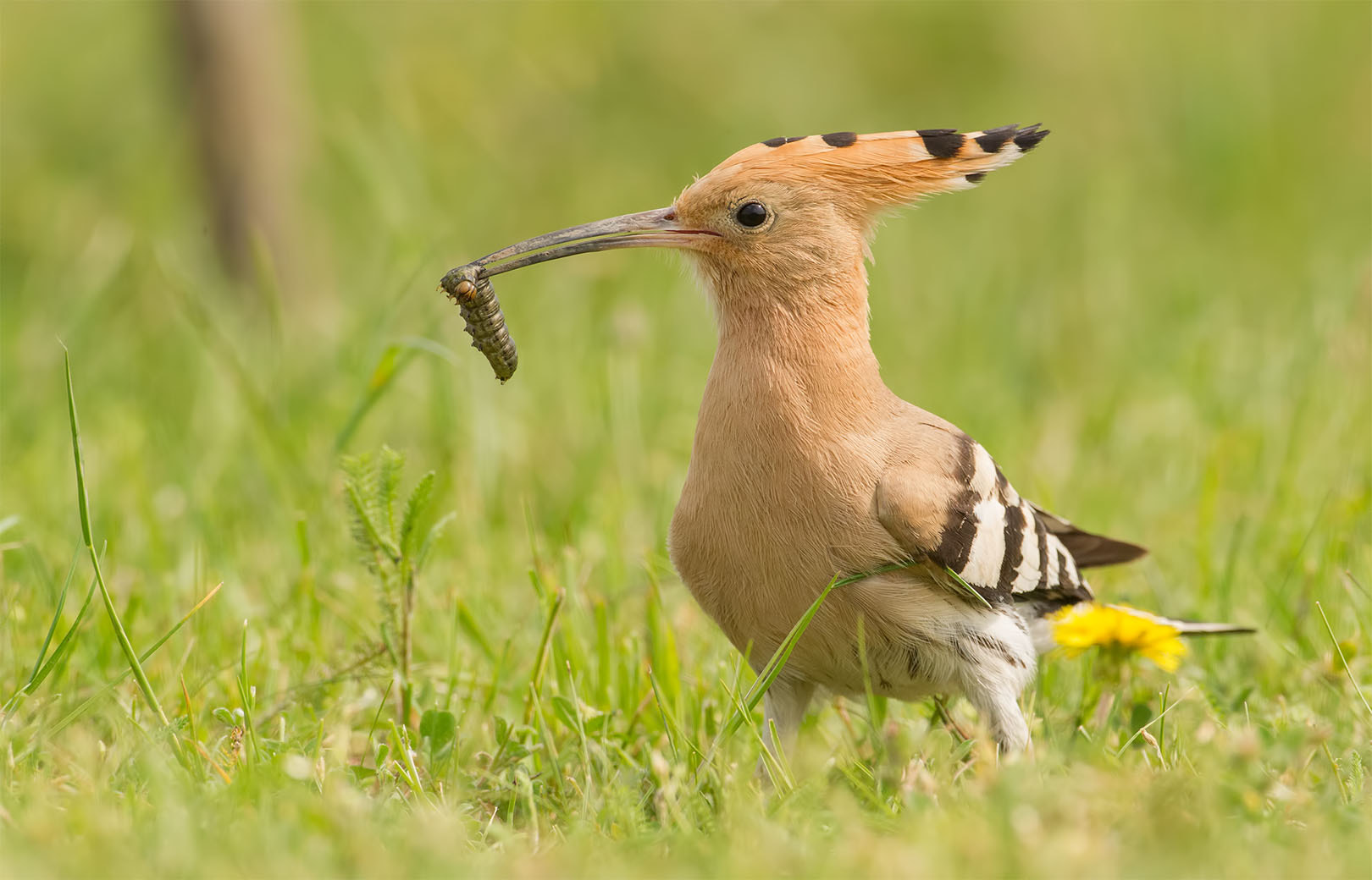 Canon EF 500mm F4L IS USM sample photo. Hoopoe with snack photography