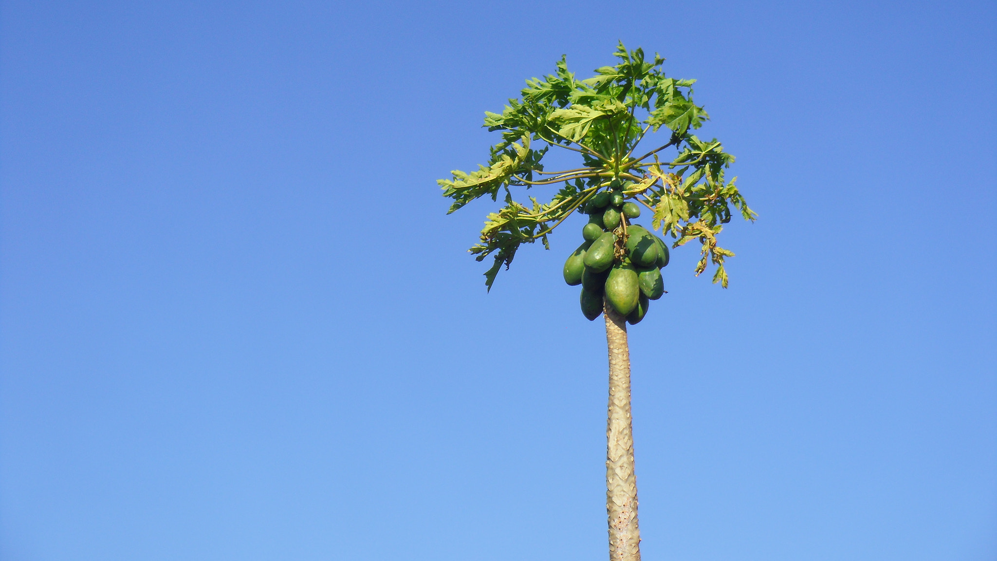 Pentax OPTIO LS465 sample photo. Papaya tree photography