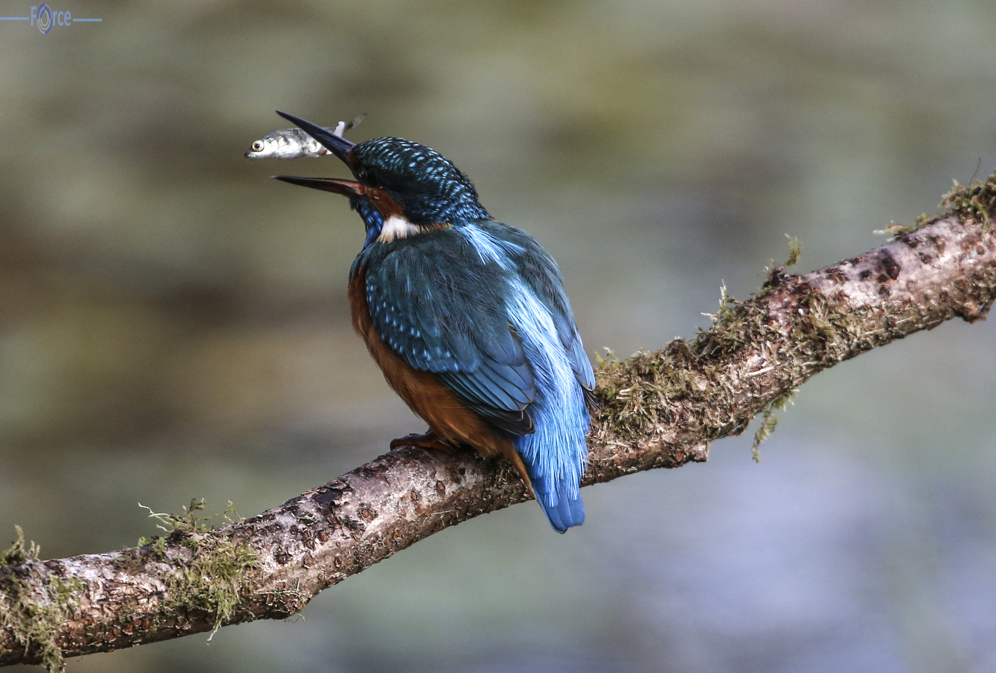 Canon EF 500mm F4L IS USM sample photo. Kingfishers meal photography