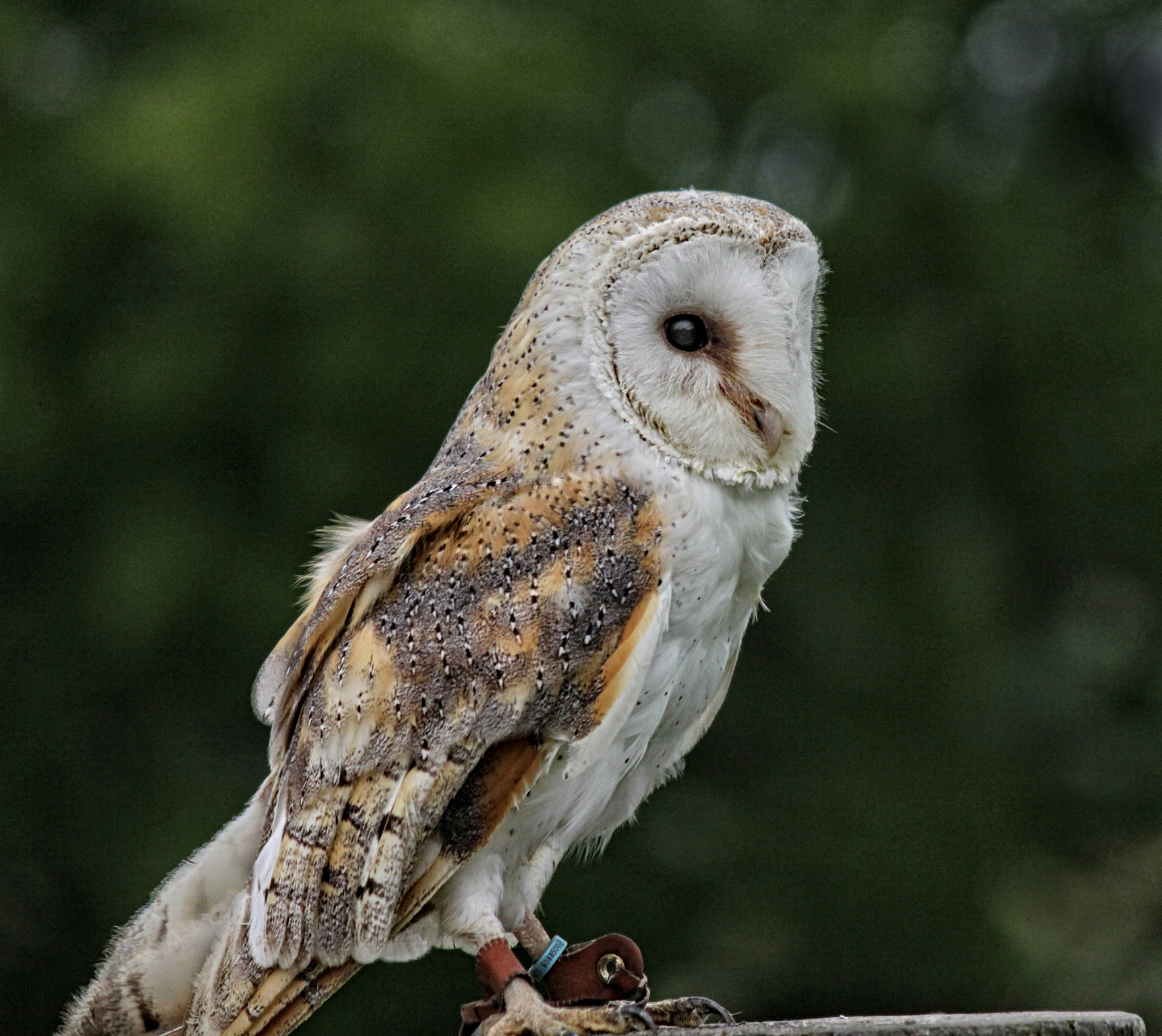 Canon EF-S 55-250mm F4-5.6 IS sample photo. Rf 71 photography
