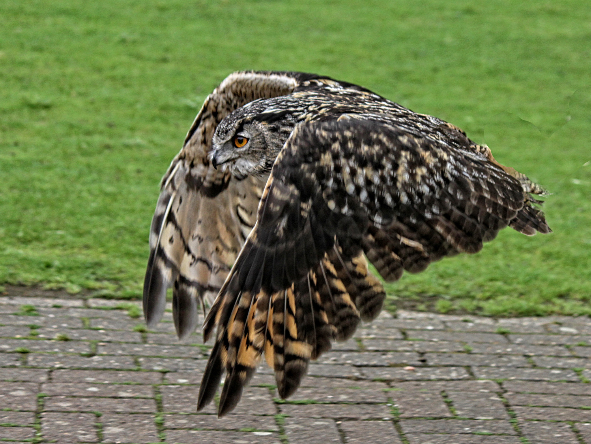 Canon EF-S 55-250mm F4-5.6 IS sample photo. Rf 84 photography