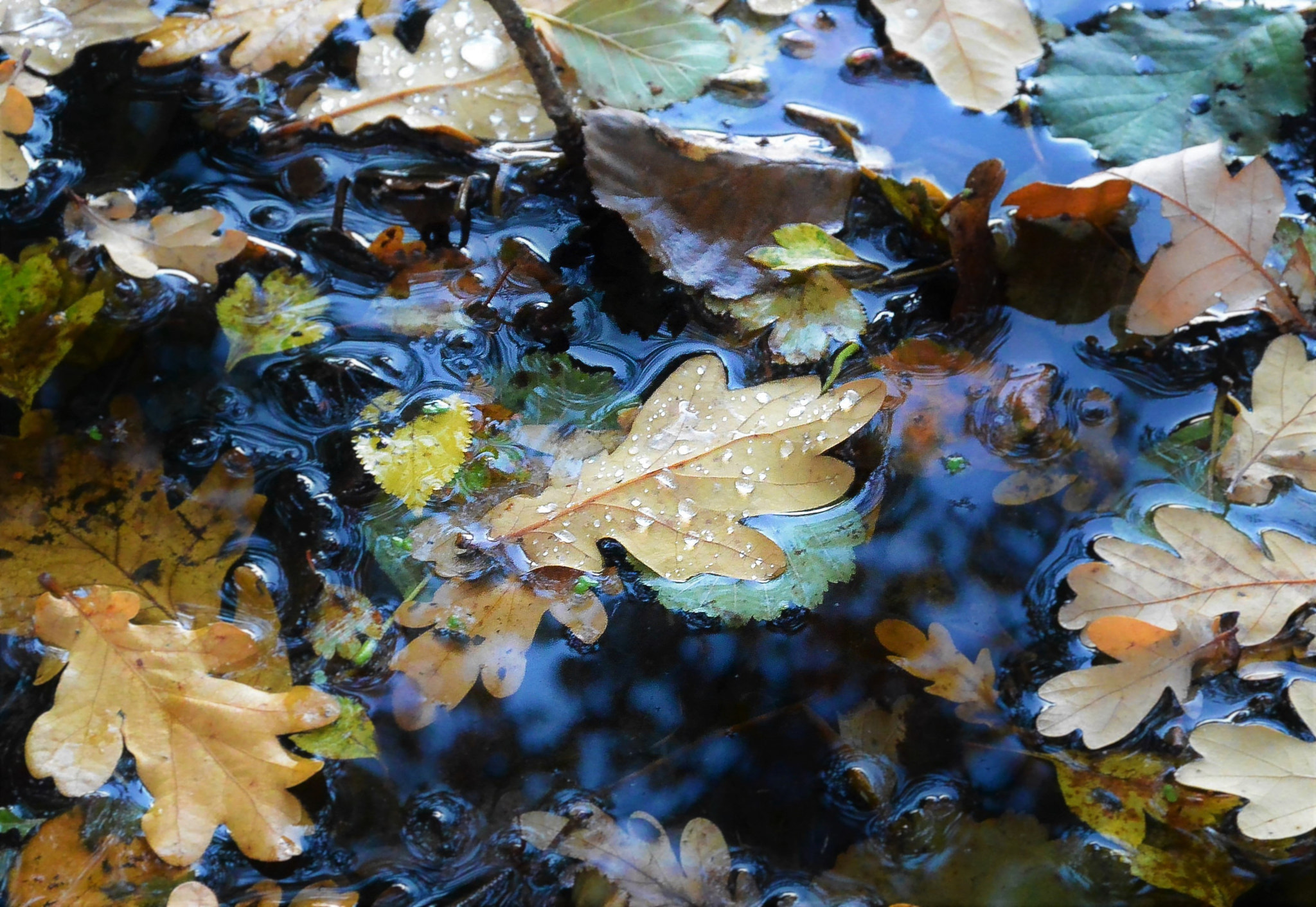 Nikon 1 Nikkor 11-27.5mm F3.5-5.6 sample photo. Floating... photography