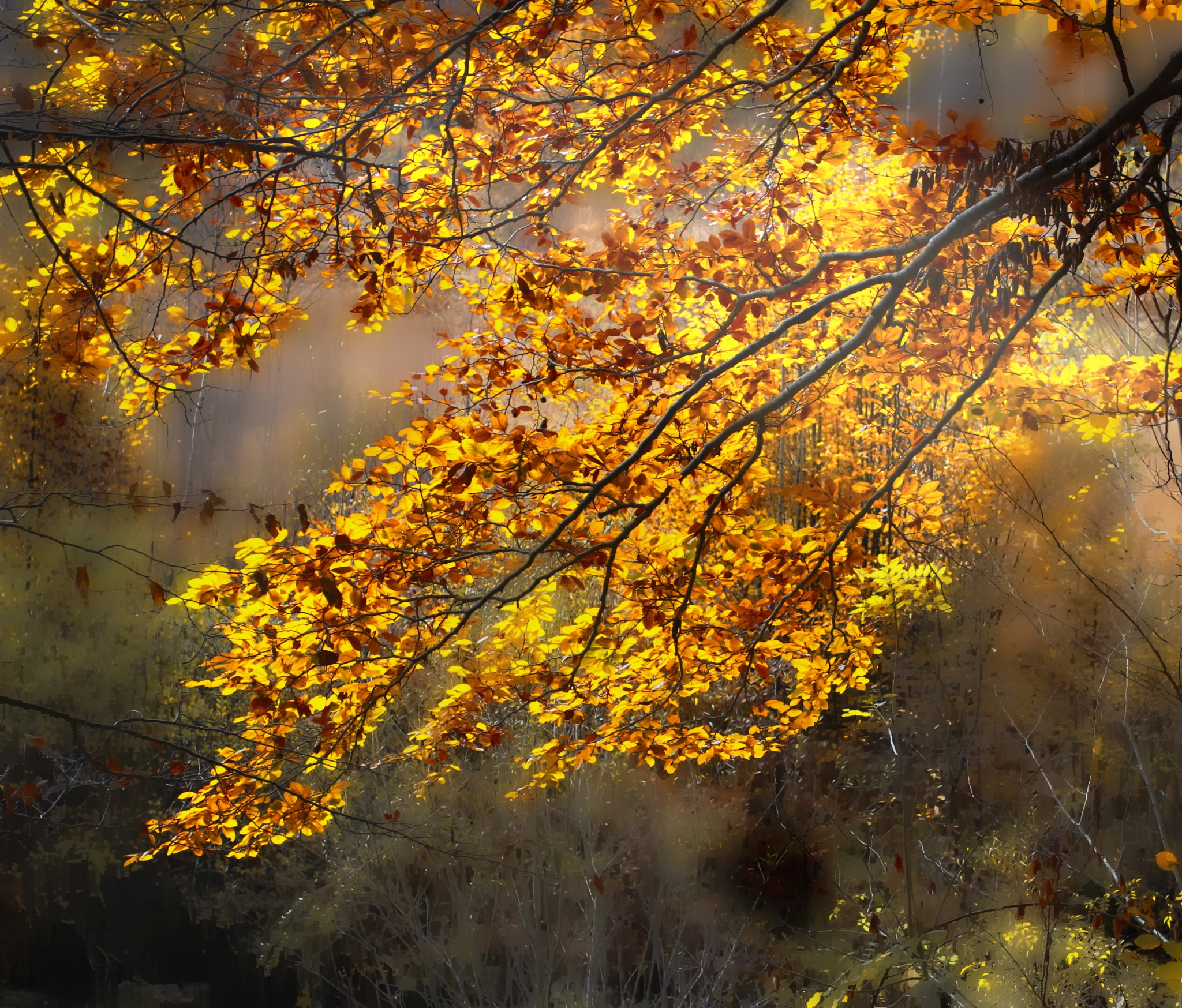 Canon EOS 550D (EOS Rebel T2i / EOS Kiss X4) + Canon EF 17-40mm F4L USM sample photo. Real autumn... photography