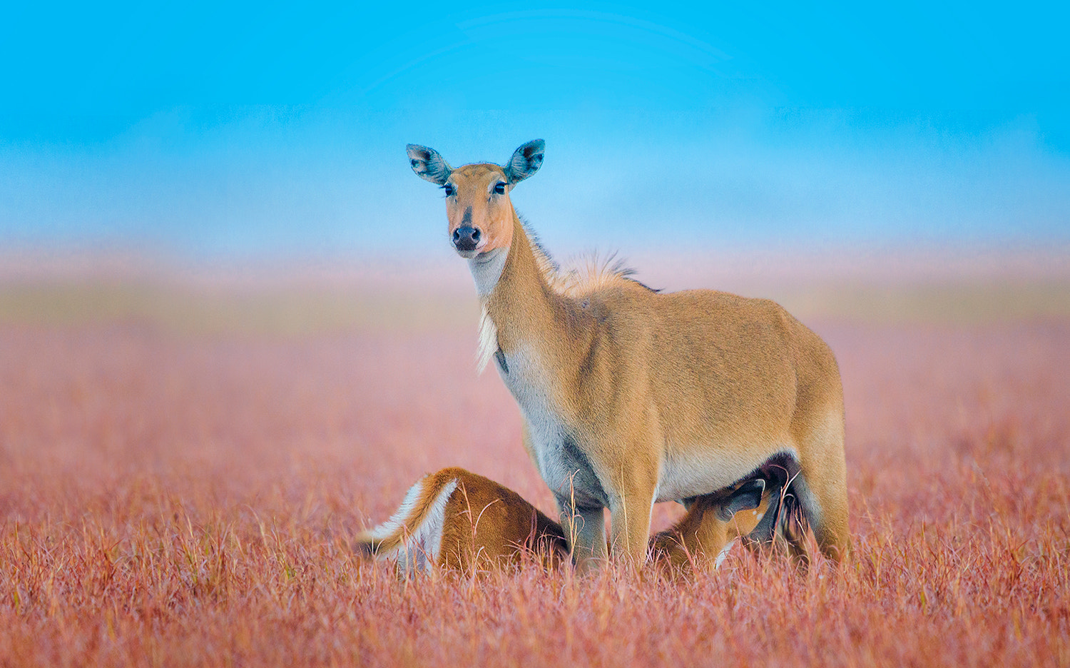 Nikon D7000 + Nikon AF-S Nikkor 500mm F4G ED VR sample photo. Nilgai mom and kid photography