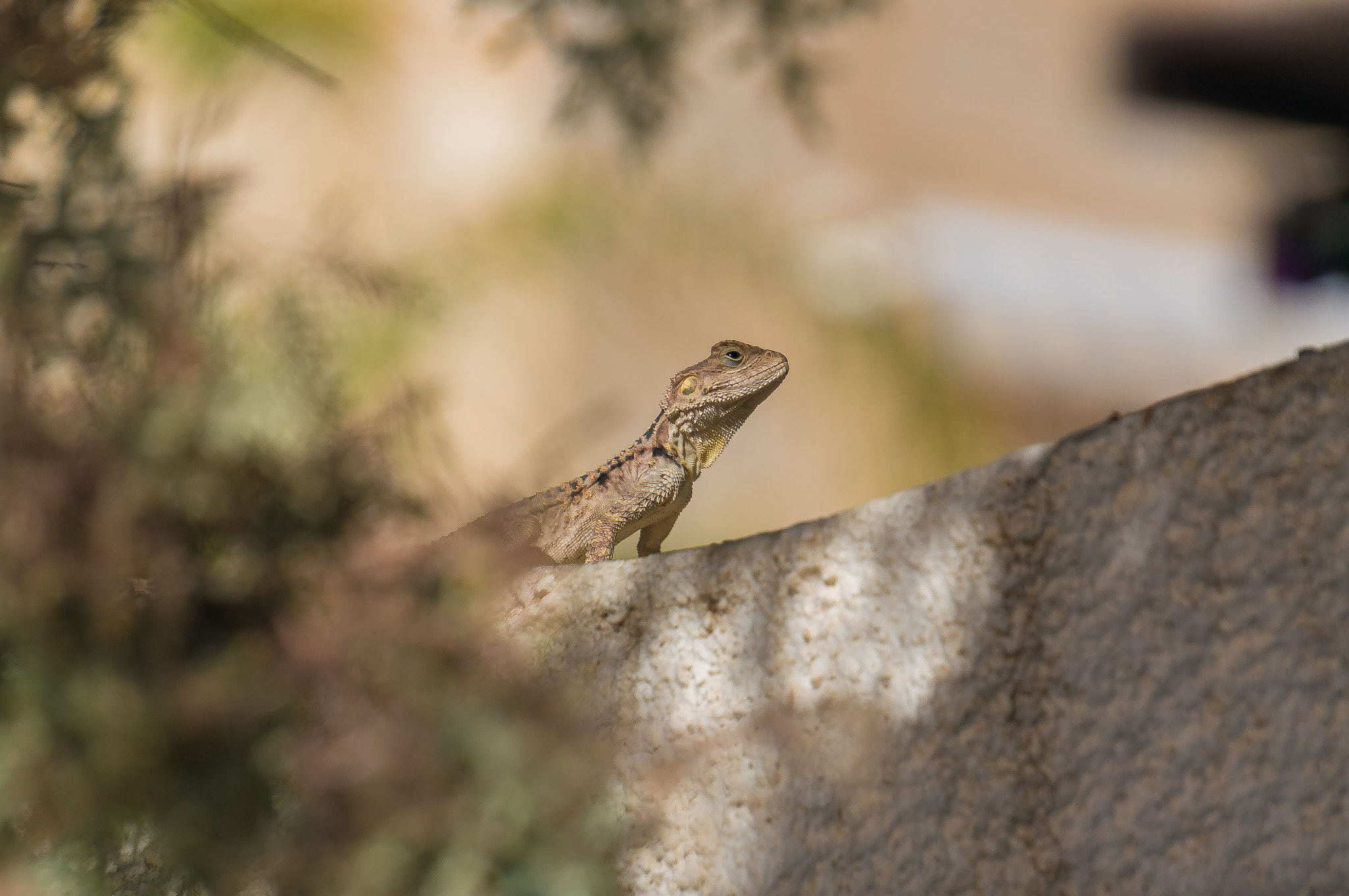 Sony Alpha NEX-5R sample photo. Lizard photography