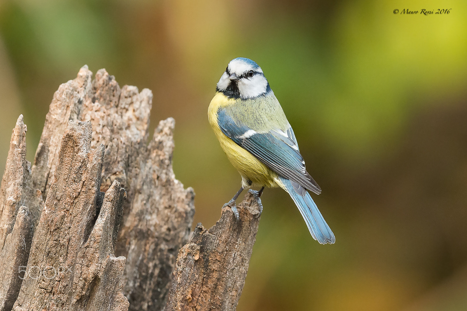 Nikon AF-S Nikkor 500mm F4E FL ED VR sample photo. Blue tit (cyanistes caeruleus). photography