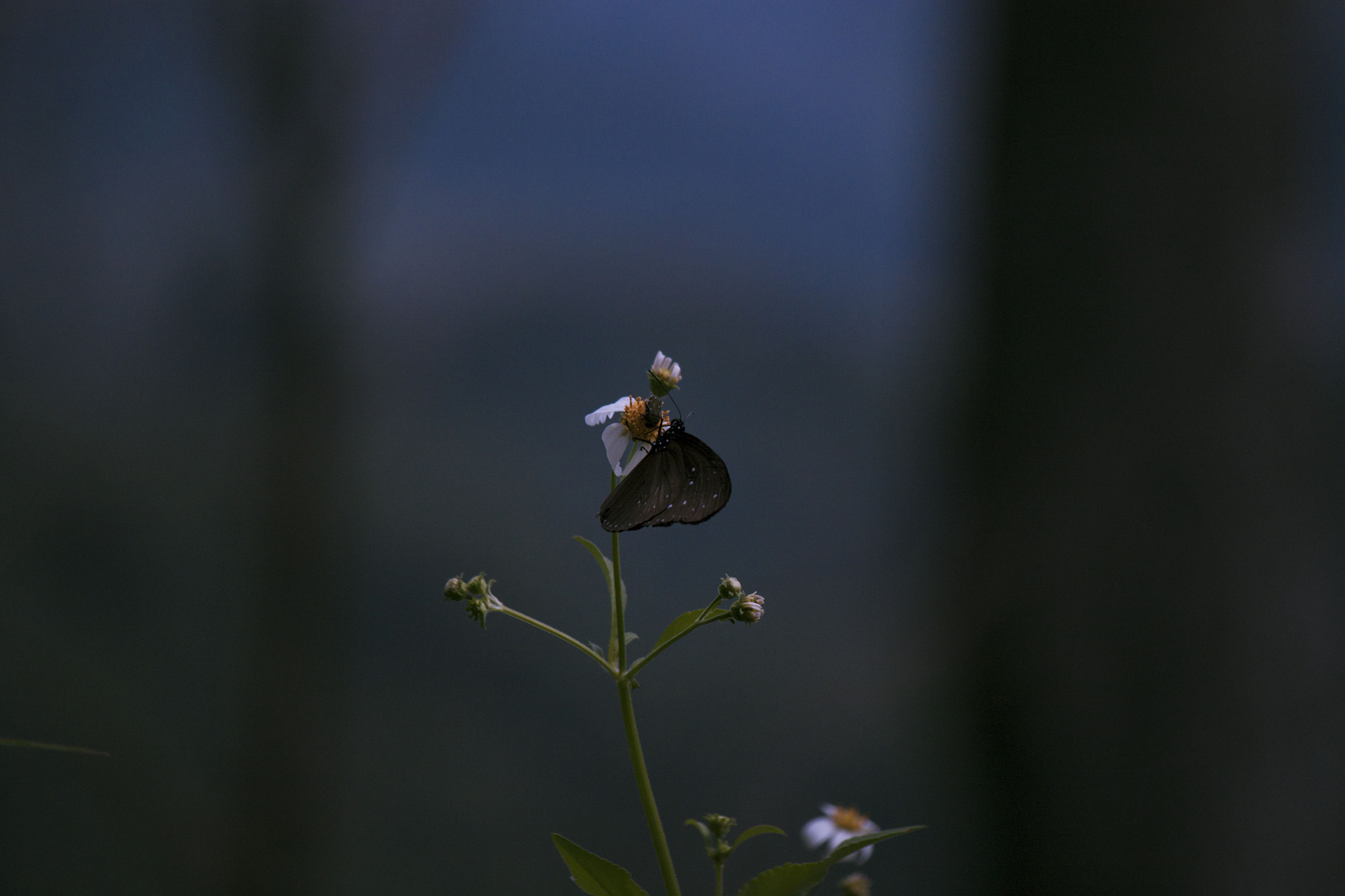 Canon EF-S 55-250mm F4-5.6 IS II sample photo. 07-3 photography