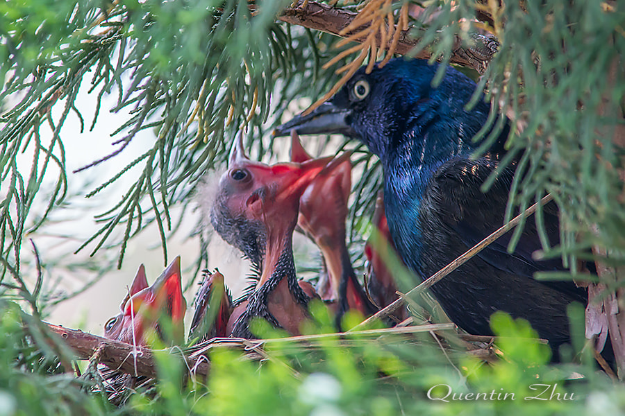 Sony a99 II sample photo. Feeding time photography