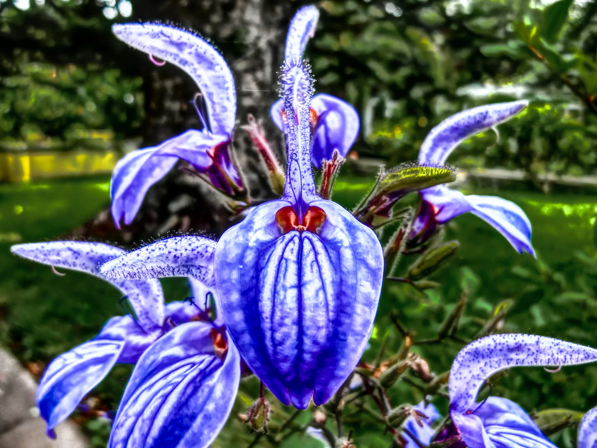 CASIO EX-ZR500 sample photo. Tenerife blue flower orchid photography