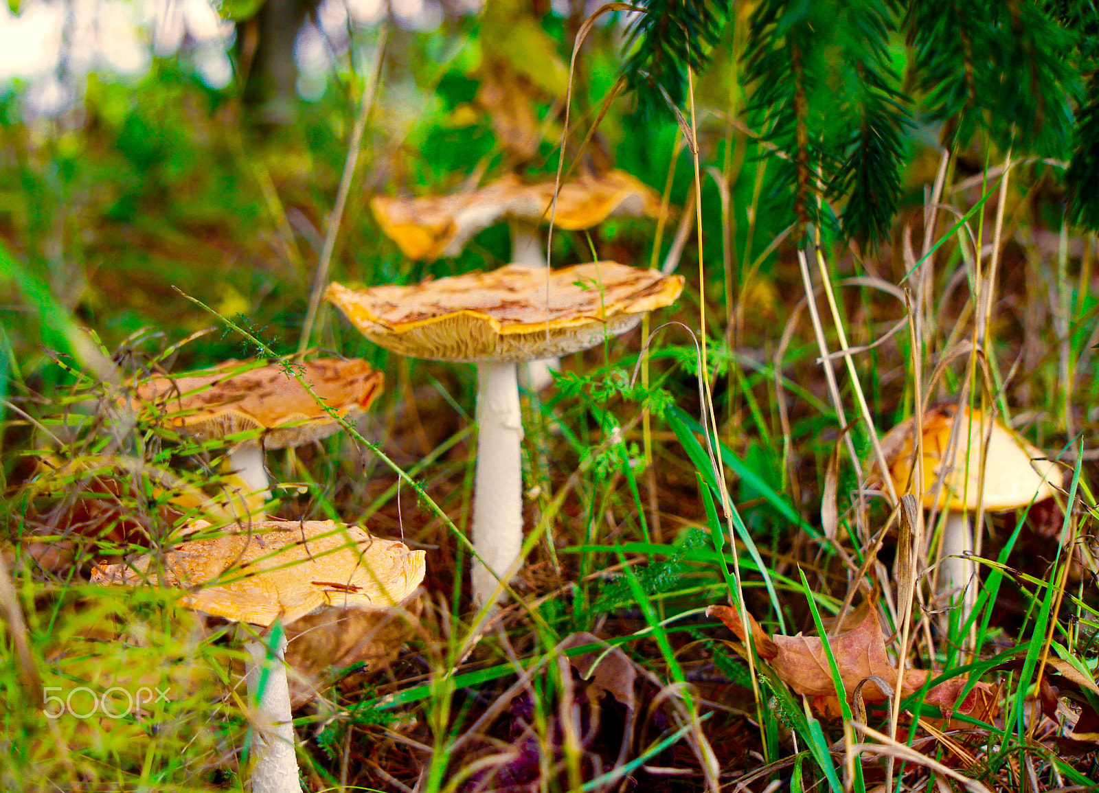 Sony Alpha NEX-3 + Sony E 55-210mm F4.5-6.3 OSS sample photo. Forest of fungi photography