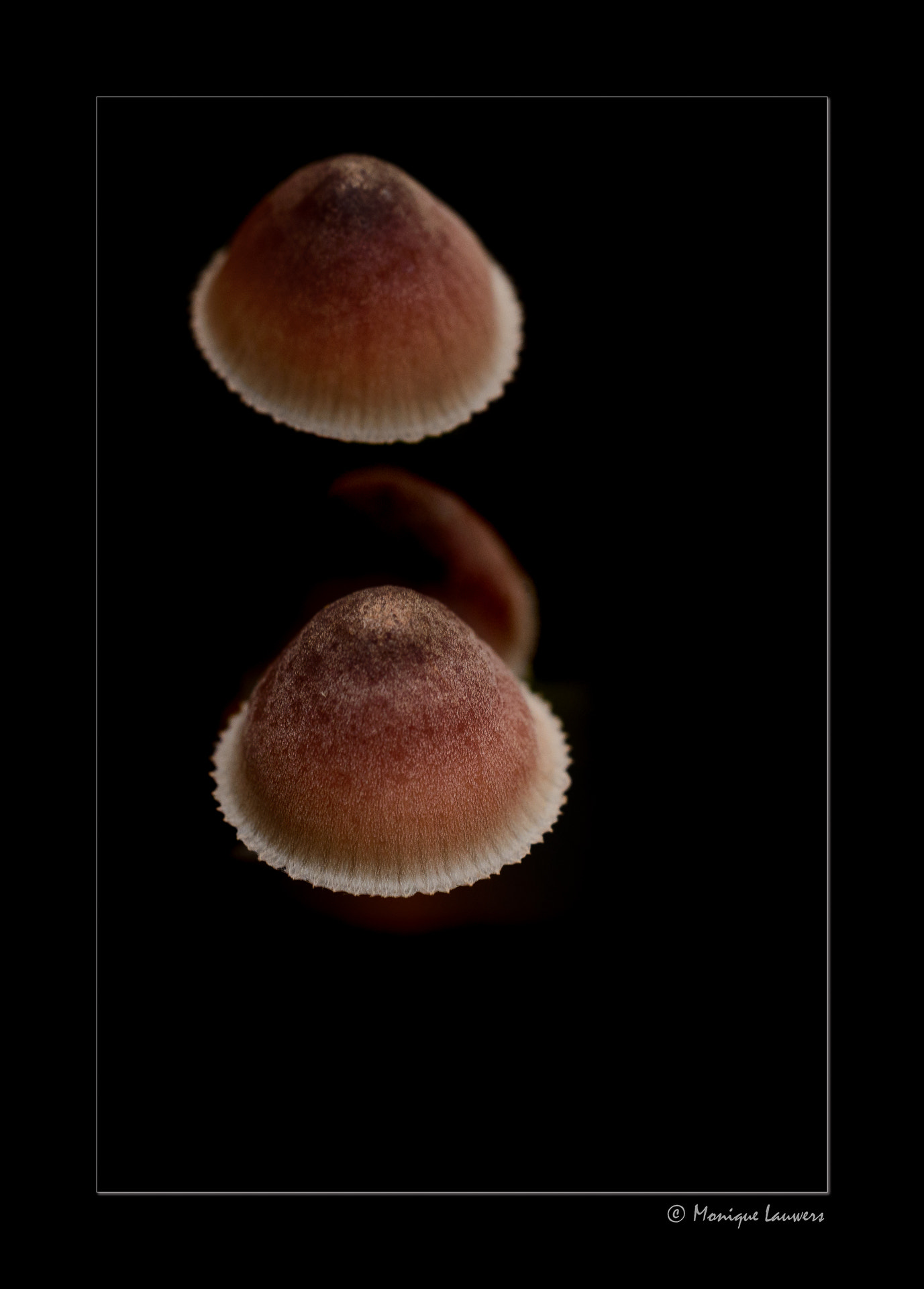 Sigma 150mm F2.8 EX DG OS Macro HSM sample photo. Little mushroom low key photography