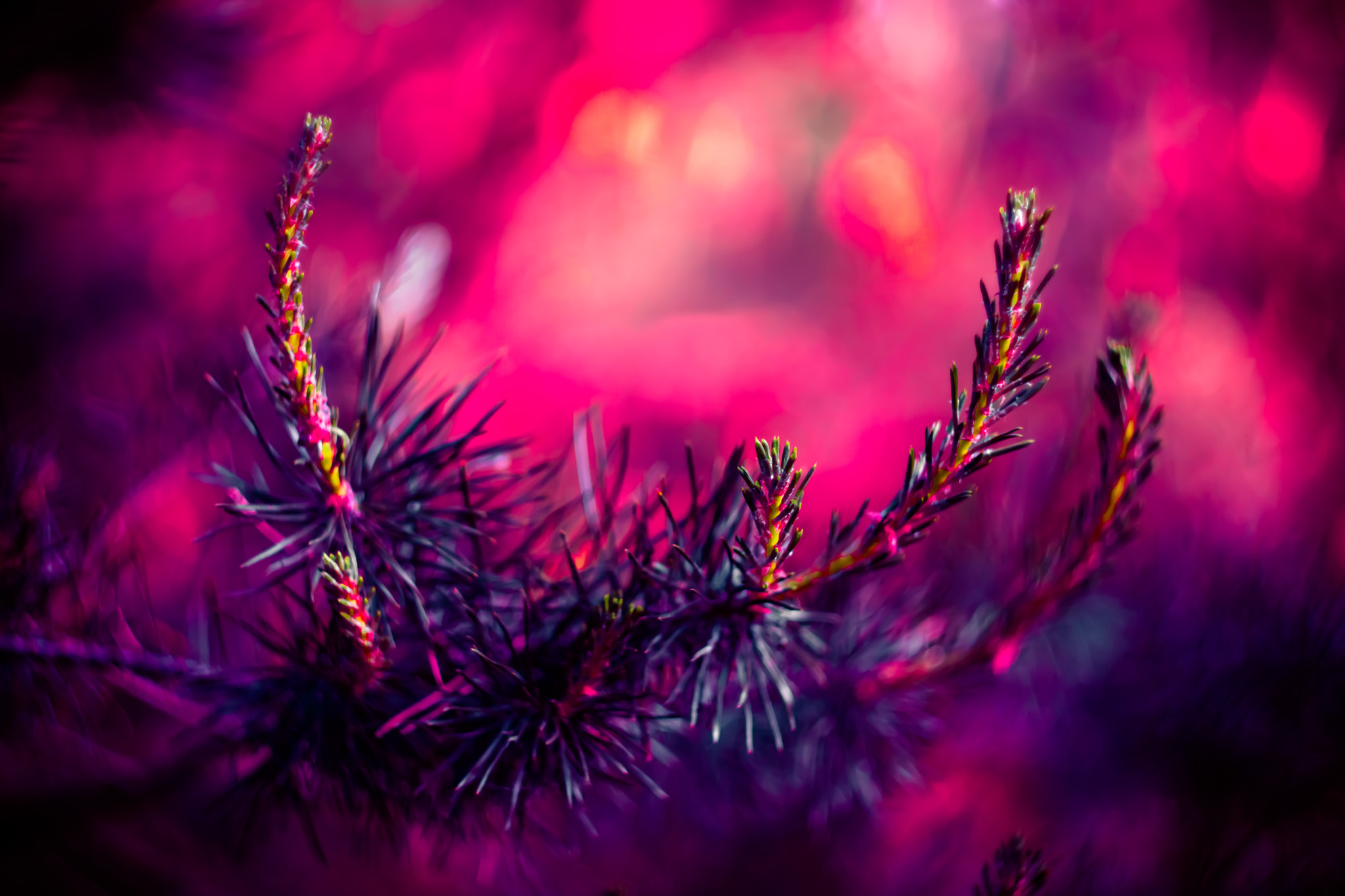 Minolta AF 50mm F1.7 sample photo. Pine tree photography