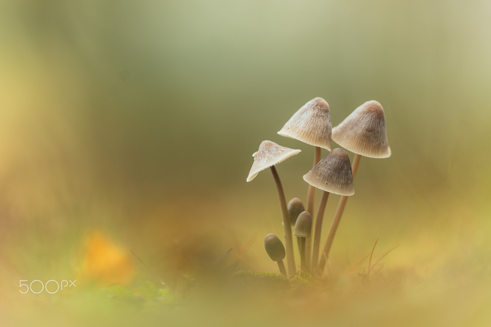 Nikon D750 + Sigma 150mm F2.8 EX DG Macro HSM sample photo. Lycena family (another view) photography