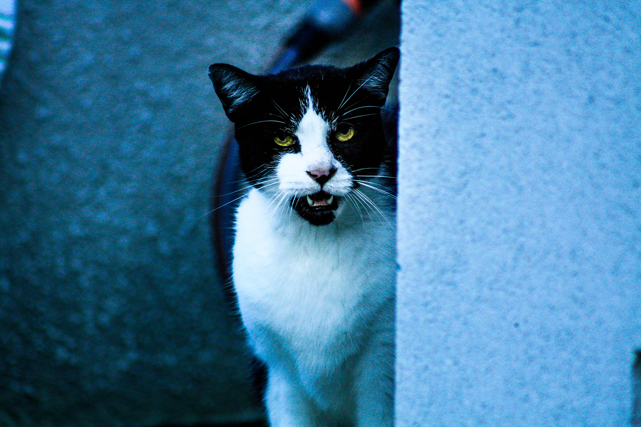Canon EF 75-300mm f/4-5.6 USM sample photo. Indy eyes photography
