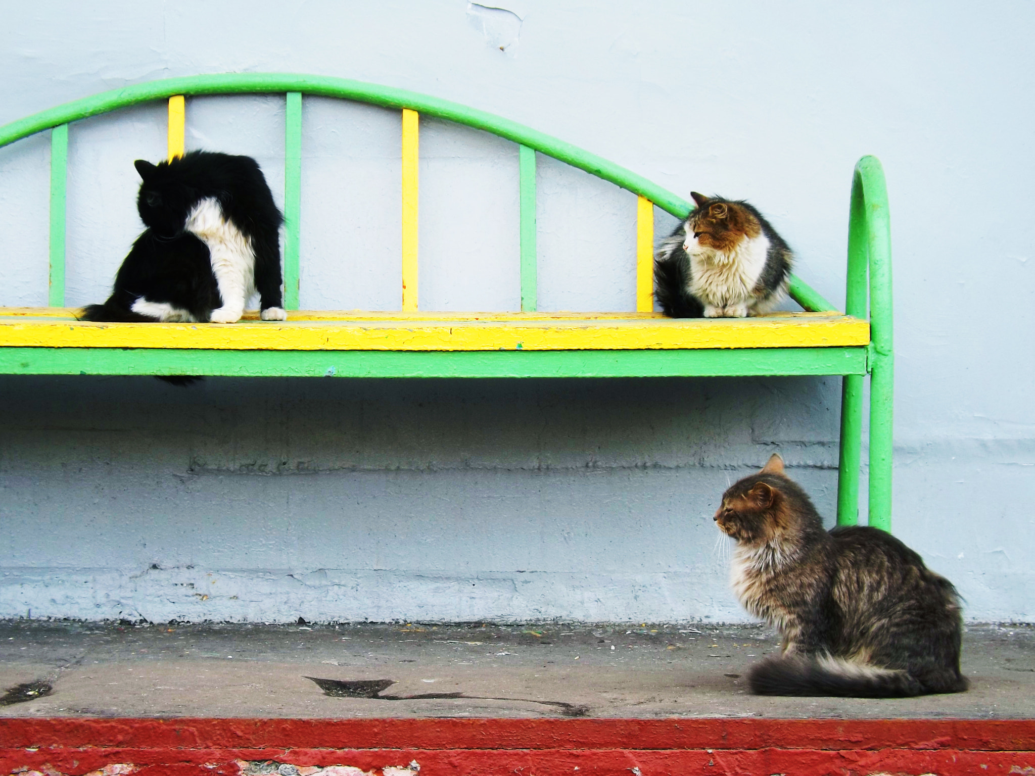 Fujifilm FinePix SL300 sample photo. Cats photography