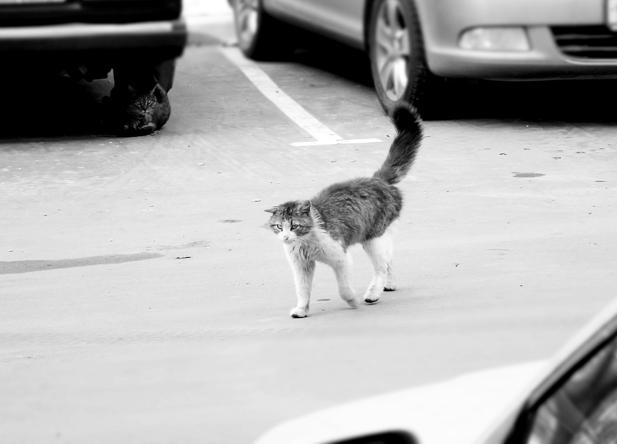 Fujifilm FinePix SL300 sample photo. Tomcat photography